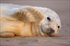 Cra de foca gris