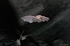 murciélago mediterráneo de herradura
