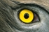 Detalle ojo de guila culebrera